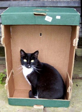 cat in a box